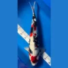 HQ Showa Koi